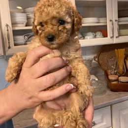 Lila - Apricot female Goldendoodle puppy in Fairmont, West Virginia from Robin Nelson