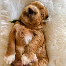 Rio - Red  male Goldendoodle puppy in Pine Grove, California from Lundee Doodles
