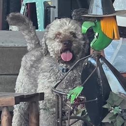 Truman - Lagotto Romagnolo