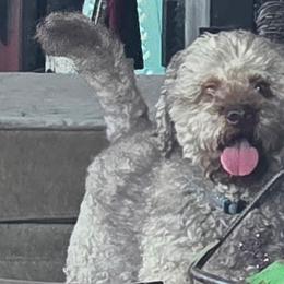 Truman - Lagotto Romagnolo