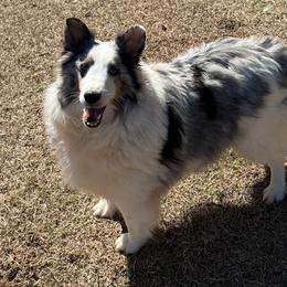 Skye - Shetland Sheepdog
