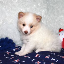 Pomsky Puppies from Highpoint Pomskies