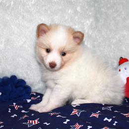Pomsky Puppies from Highpoint Pomskies