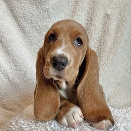 Marty Marachino - Brown and white female Basset Hound puppy in Kingsport, Tennessee from Bear’s Bassets