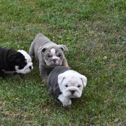 English Bulldog Puppies from Raise The Woof Bulldogs