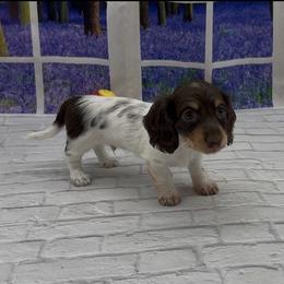 Chocolate and Tan Piebald Longhair Male - Piebald male Dachshund puppy in Killeen, Texas from Southern Dachshunds