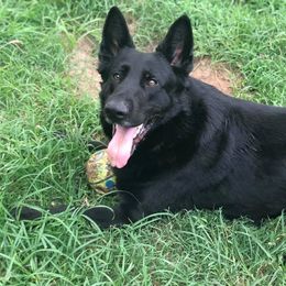 German Shepherd All Grown Up from Vickery Shepherds