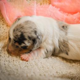 Dachshund Puppies from V.C. Weenies