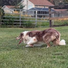 Arlo - Border Collie