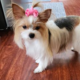 Masha - Yorkshire Terrier