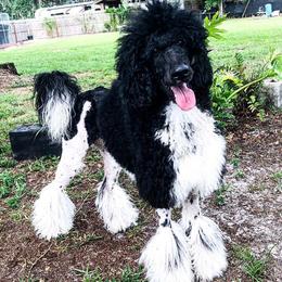 Goldendoodle and Poodle All Grown Up from Rolling Oak Doodles