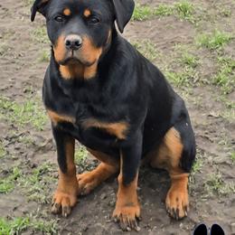 Lily - Black and mahogany female Rottweiler puppy in Tangent, Oregon from Raya's Royals