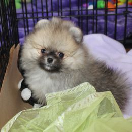 Pomeranian All Grown Up from Royal Tee Poms