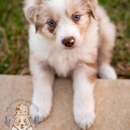 Mocha - Red merle female Miniature Australian Shepherd puppy in Hearne, Texas from Wigglebutts Unlimited