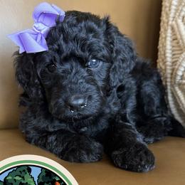 Sequoia - Black female Labradoodle puppy in Lubbock, Texas from Lucky Labradoodles