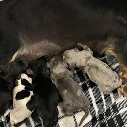 Boy 2 - Black and tan male Dachshund puppy in Wahiawa, Hawaii from Versatile Ohana