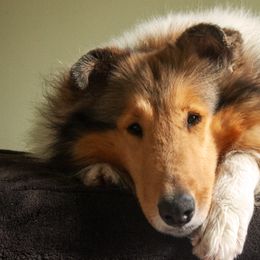 June - Collie