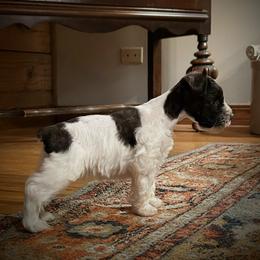 Shazam (choc parti) - Parti male Miniature Schnauzer puppy in Oneida, Tennessee from Saving Grace
