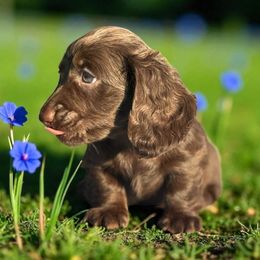 Hershey - Chocolate male Dachshund puppy in Mountainburg, Arkansas from Charisma Dachshunds