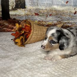 Miniature Australian Shepherd and Toy Australian Shepherd Puppies from Small World Aussies