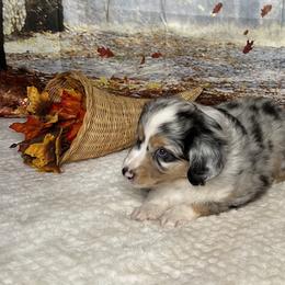 Miniature Australian Shepherd and Toy Australian Shepherd Puppies from Small World Aussies