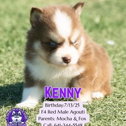 Kenny - Red and white male Pomsky puppy in Humeston, Iowa from M.A.R. Dogs