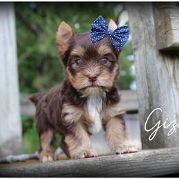 Gizmo - Chocolate and tan male Yorkshire Terrier puppy in Warren, Michigan from Danielle's Yorkie Babies