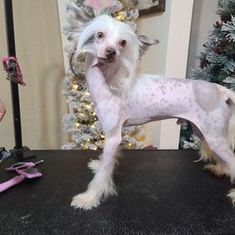 Jake - Chinese Crested