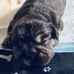 Cocoa Bean - Black and tan male French Bulldog puppy in Miami, Oklahoma from Destiny Jones