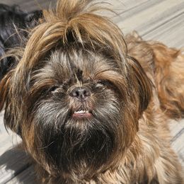 Chewey - Shih Tzu