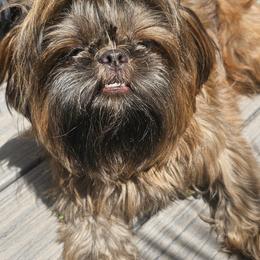 Chewey - Shih Tzu