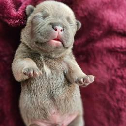 Skibidi - Blue fawn male French Bulldog puppy in Overland Park, Kansas from Simply Kind Frenchies