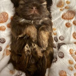 Martha May - Liver and white female Shih Tzu puppy in Taylorsville, North Carolina from Blue Ridge Shih Tzus