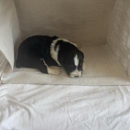 Quantum - Black tri-color male Australian Shepherd puppy in Weeki Wachee, Florida from Ace of Spades Australian Shepherds