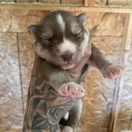 Girl 1 - Brown and white female Siberian Husky puppy in Uhland, Texas from Siberian Huskies