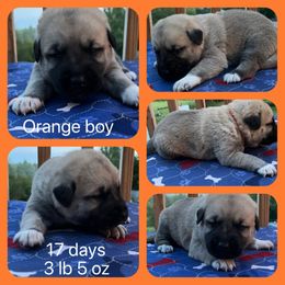 Orange boy - Fawn Anatolian Shepherd Dog puppy in Franklin, New Hampshire from Feather’s Glen Anatolians