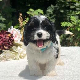 Teal bow - Black and tan male Havapoo puppy in Evart, Michigan from Northern’s Cute Cuddly Cava Poos