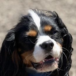 Cavalier King Charles Spaniel All Grown Up from Cavi Love
