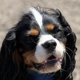 Cavalier King Charles Spaniel All Grown Up from Cavi Love