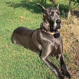 Great Danes from Owl Valley Danes