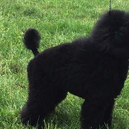 Poodles from Margie Hornback