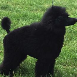 Poodles from Margie Hornback