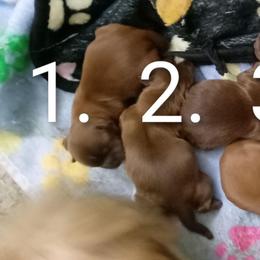 Sue 1 - Chocolate female Shih Tzu puppy in Grand Prairie, Texas from R&R Shih-Tzus & Stud Services