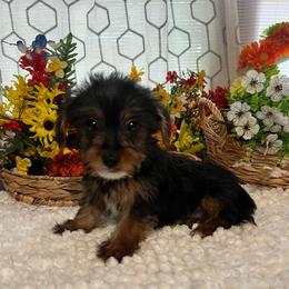 Books - Black and tan male Yorkshire Terrier puppy in Elgin, South Carolina from Silver Bells Paw Prints