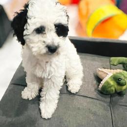 Aspen - White female Sheepadoodle puppy in Spokane, Washington from Downriver Doodles