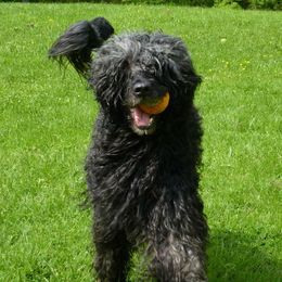 Portuguese Water Dogs from Eclipse Portuguese Water Dogs
