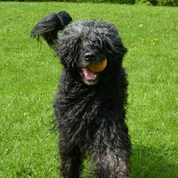 Portuguese Water Dogs from Eclipse Portuguese Water Dogs
