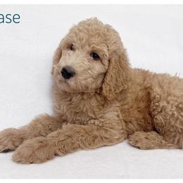Chase - Cream male Labradoodle puppy in Mission, Texas from Sharyland Pets
