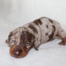 Lynx - Dapple male Dachshund puppy in Fairfax, Iowa from Grayson’s Lovable Dachshunds