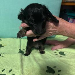 Gray boy - Black male Dachshund puppy in Live Oak, Florida from The Weenie Herd Mom